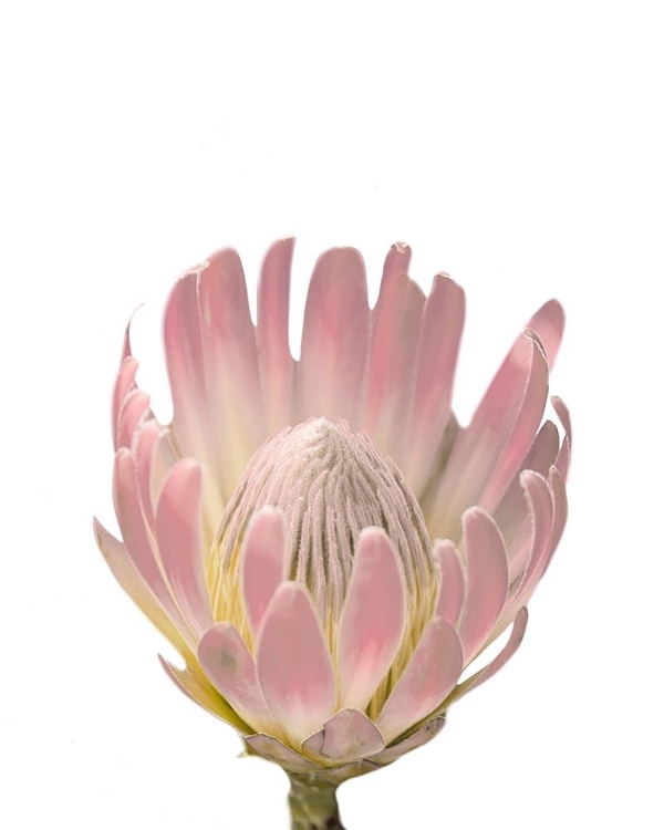 Picture of BLUSH PROTEA