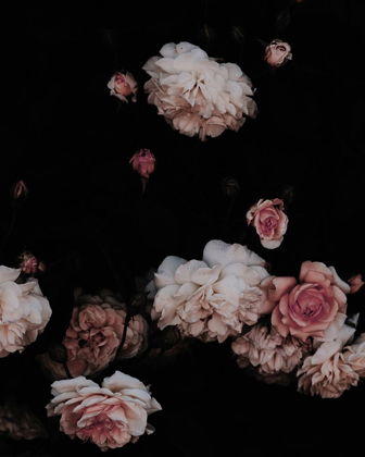 Picture of MOODY DUSTY ROSES