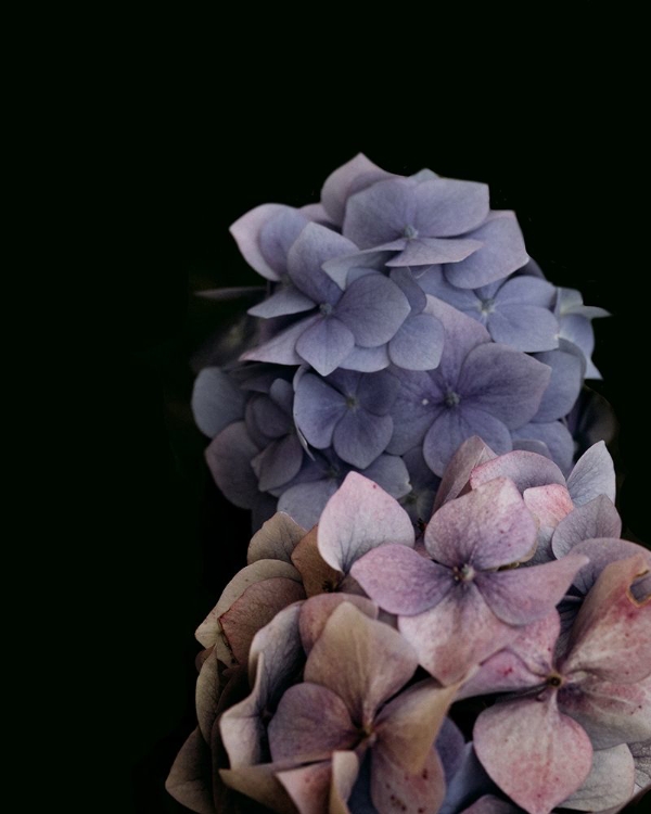 Picture of MOODY HYDRANGEAS