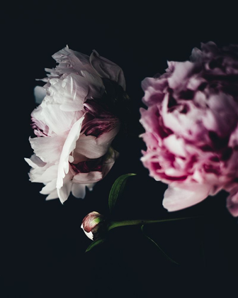 Picture of CLOSE UP PEONIES MOODY