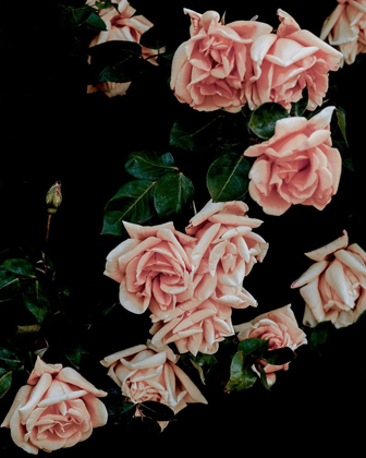 Picture of DARK BLUSH ROSES