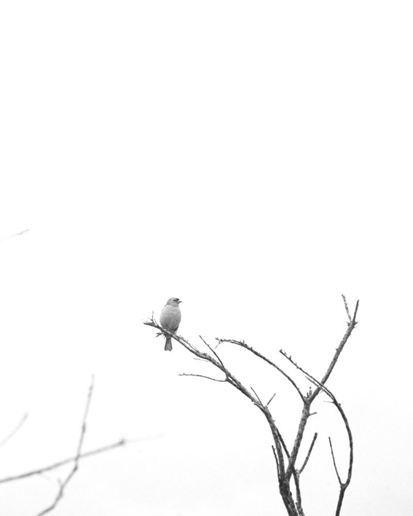 Picture of BLEACHED BRANCH AND BIRD