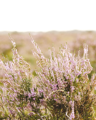 Picture of BLEACHED LAVENDER FIELDS