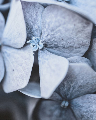 Picture of BLUE HYDRANGEA CLOSE UP