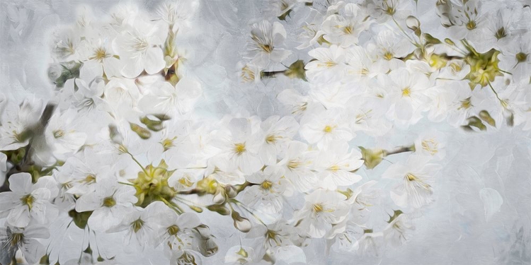 Picture of MORE WHITE FLOWERS IN GREY