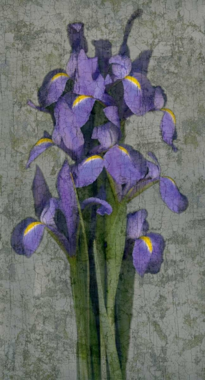 Picture of PURPLE IRIS