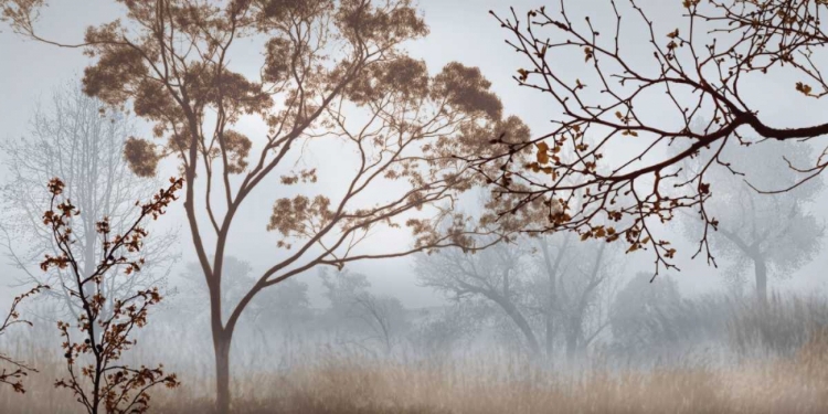 Picture of EARLY MORNING MIST II