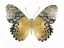 Picture of GOLDEN BUTTERFLY I