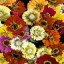 Picture of FLORAL ABUNDANCE I