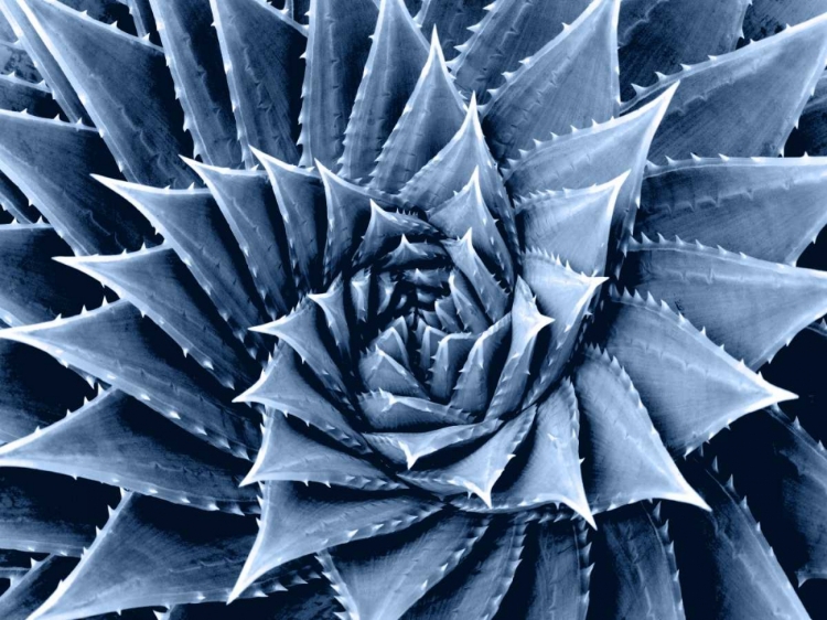 Picture of SUCCULENT INDIGO I