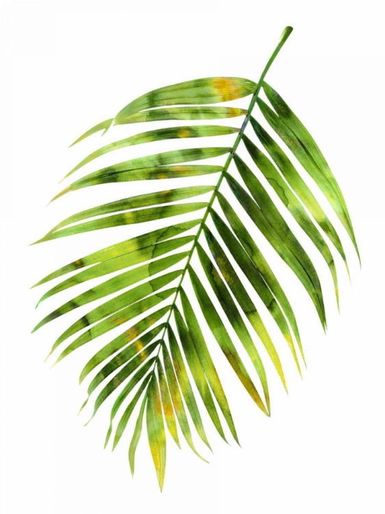 Picture of PALM I