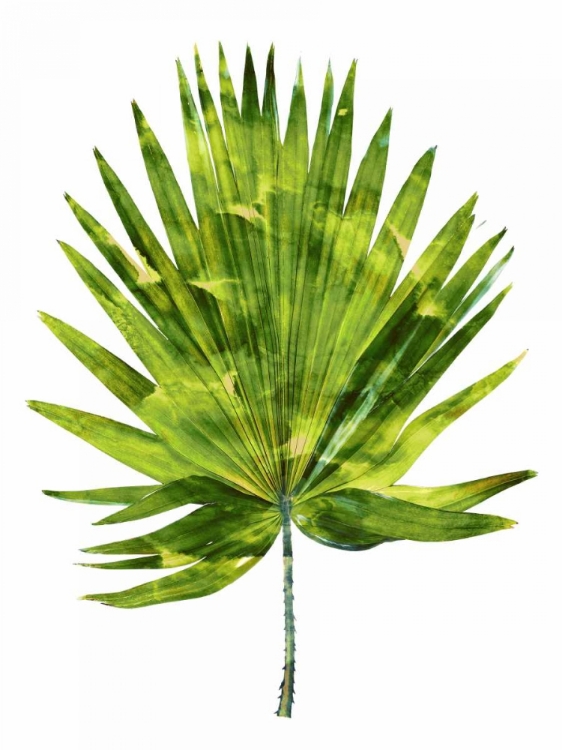 Picture of PALM IV