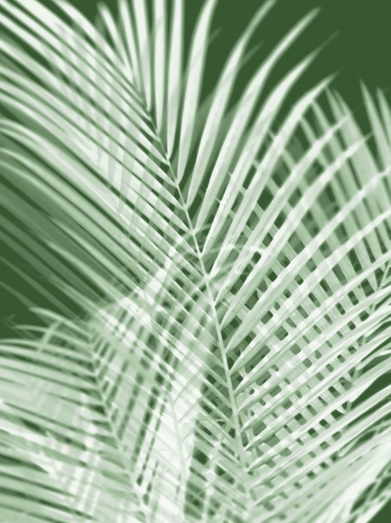 Picture of PALM SHADOWS GREEN I