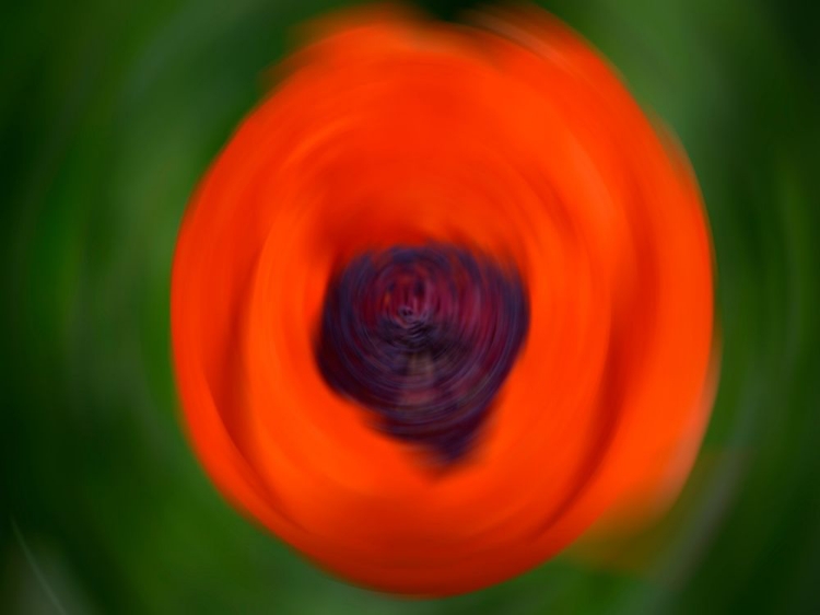 Picture of ORANGE POPPY