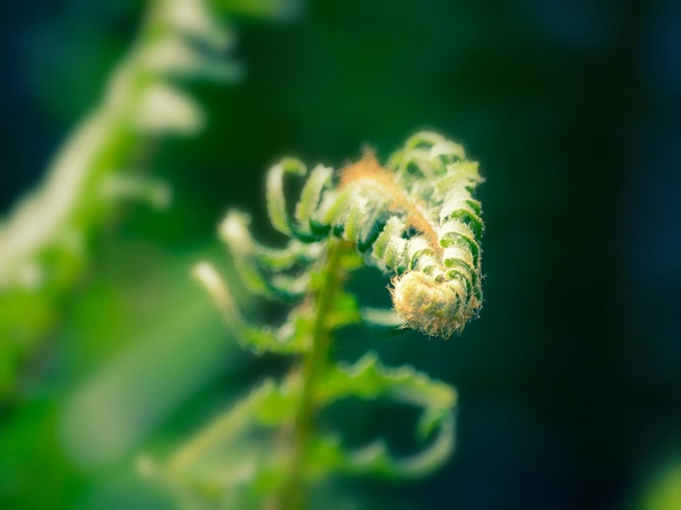 Picture of GARDEN FERN