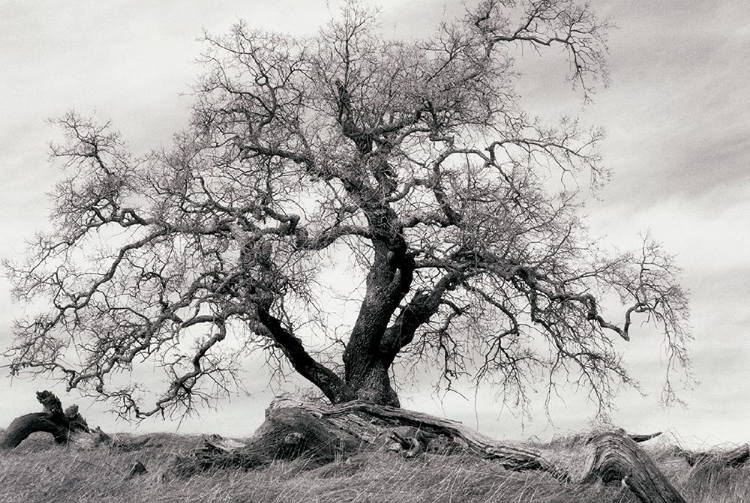 Picture of CRAB APPLE TREE