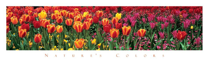 Picture of TULIPS - NATURES COLORS