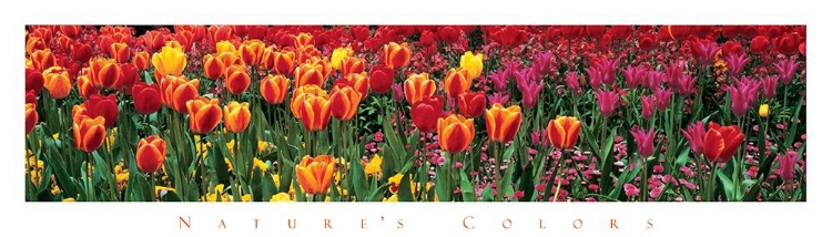 Picture of TULIPS - NATURES COLORS