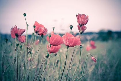 Picture of PINK TULIPS