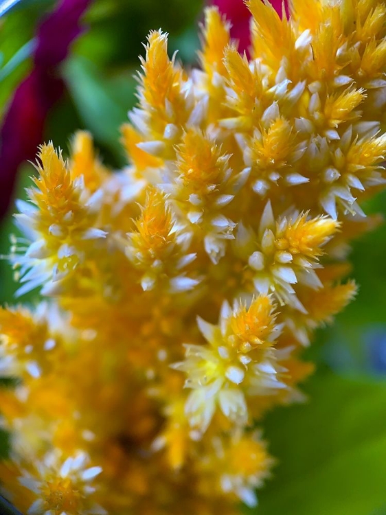 Picture of FURRY BLOOMS I