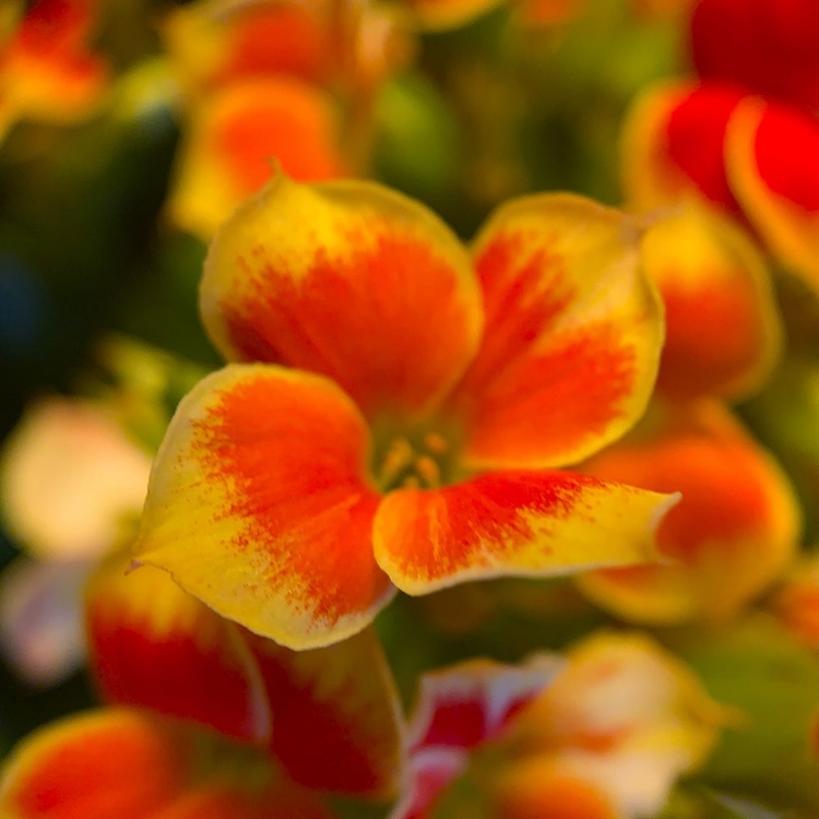 Picture of ORANGE BLOOMS II