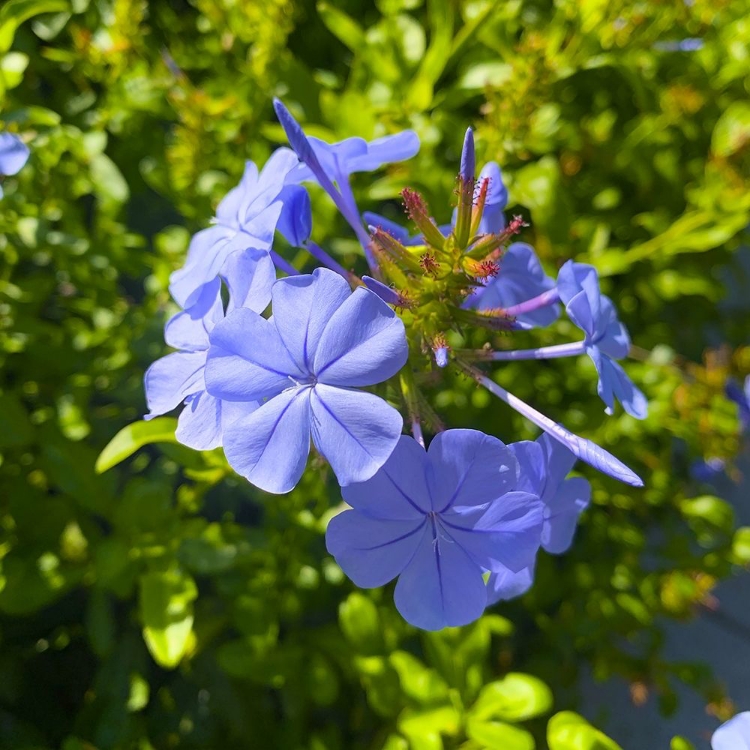 Picture of BLUE BLOOMS I