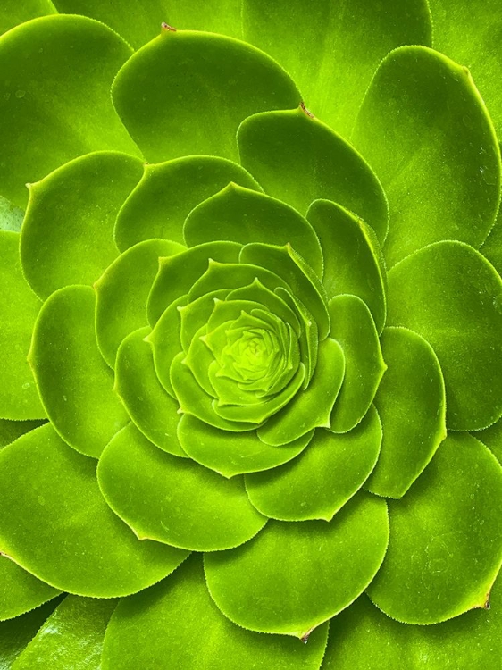 Picture of GREEN BLOOM I