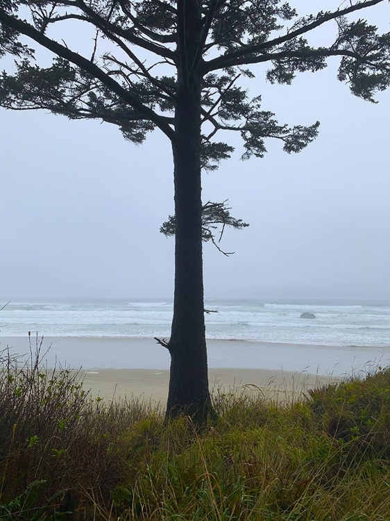 Picture of COSTAL TREE VIEW I