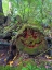 Picture of FOREST HAPPY FACE II