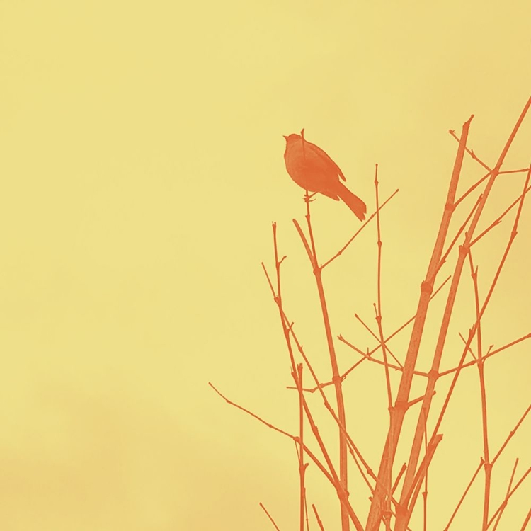 Picture of BIRD SILHOUETTE IV