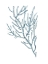 Picture of SEAWEED SPECIMENS ON WHITE III