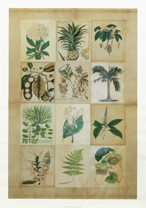 Picture of BOTANICAL SAMPLER II