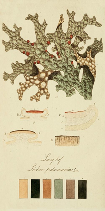 Picture of SPECIES OF LICHEN III