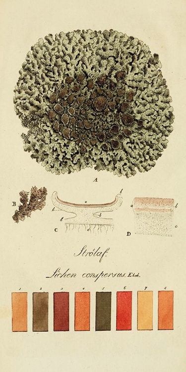 Picture of SPECIES OF LICHEN VI