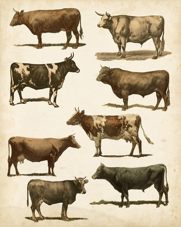 Picture of ANTIQUE COW CHART