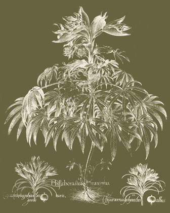 Picture of CUSTOM DELICATE BESLER BOTANICAL I