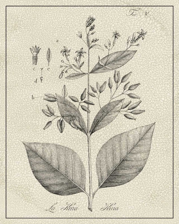 Picture of ANTIQUE BLACK AND WHITE BOTANICAL II