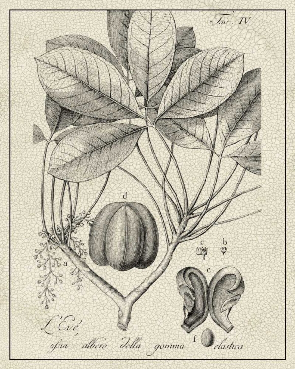 Picture of ANTIQUE BLACK AND WHITE BOTANICAL VI