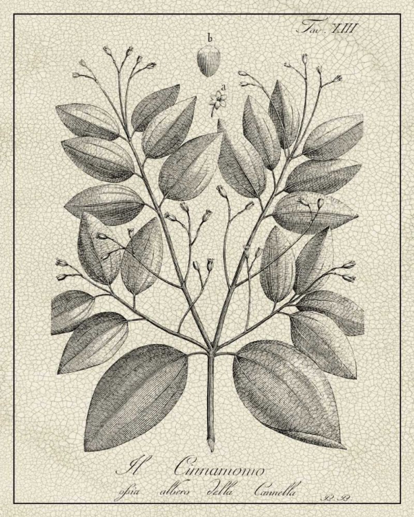 Picture of ANTIQUE BLACK AND WHITE BOTANICAL VII