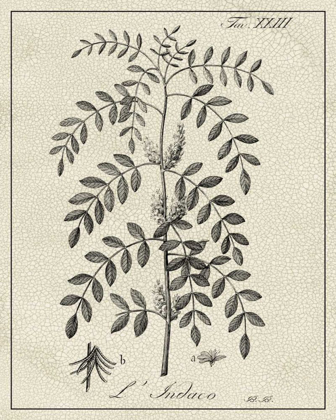 Picture of ANTIQUE BLACK AND WHITE BOTANICAL IX