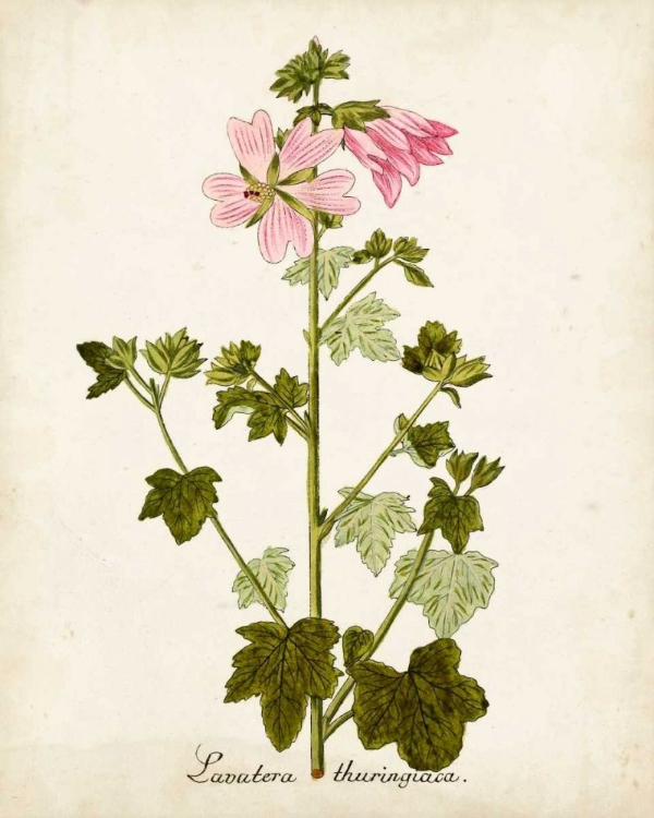 Picture of ANTIQUE HERB BOTANICAL V