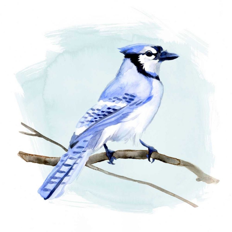 Picture of COASTAL BLUE JAY I