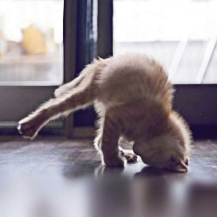 Picture of CAT YOGA X