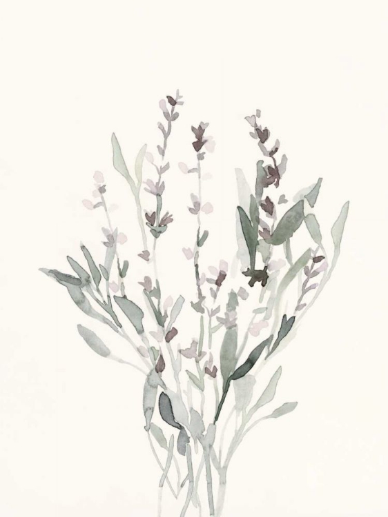 Picture of DELICATE SAGE BOTANICAL V