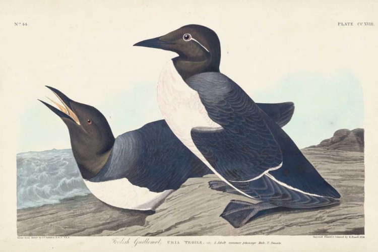 Picture of PL 218 FOOLISH GUILLEMOT