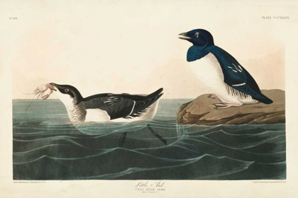 Picture of PL 339 LITTLE AUK