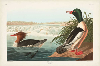 Picture of PL 331 GOOSANDER DUCK