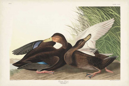 Picture of PL 302 DUSKY DUCK