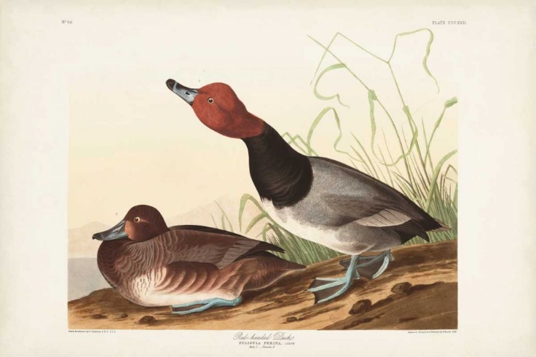 Picture of PL 322 RED-HEADED DUCK