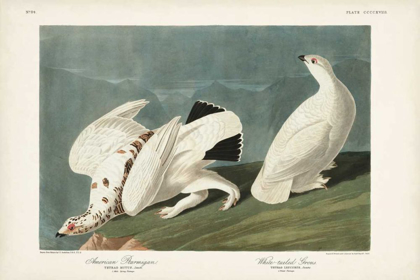 Picture of PL 418 AMERICAN PTARMIGAN